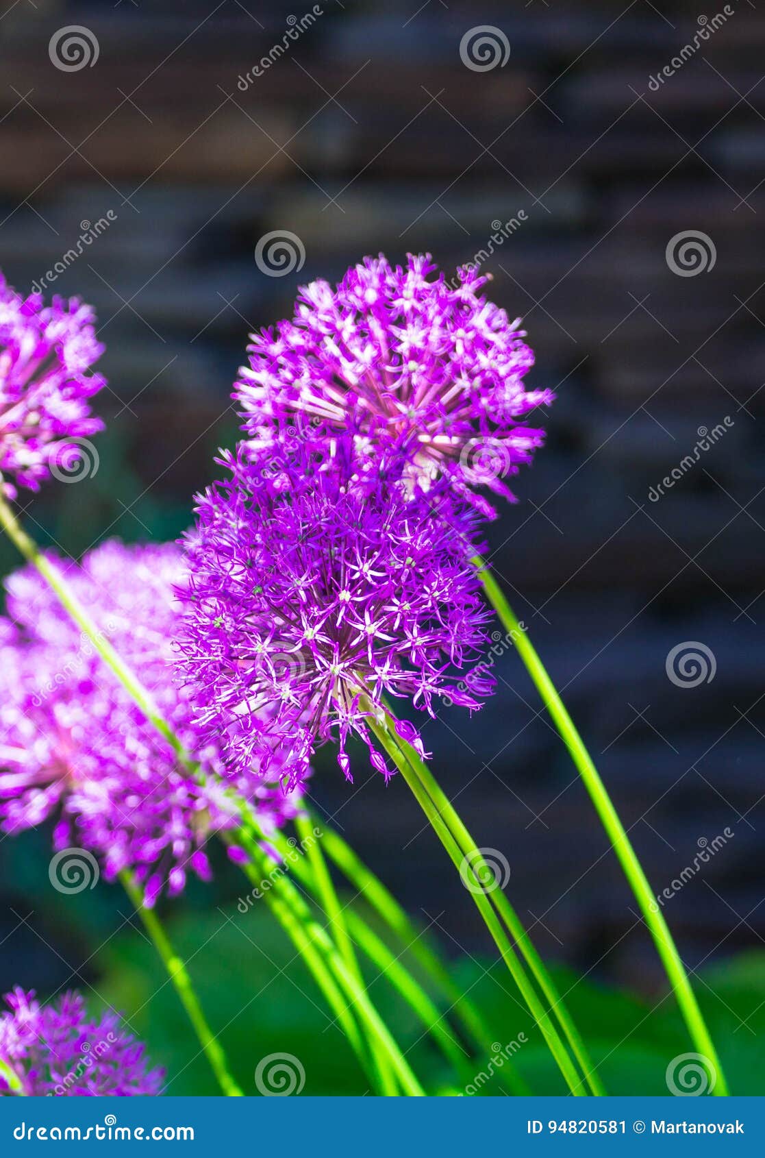Lauch hollandicum ` purpurrotes Empfindung ` niederländischer Knoblauch oder persische Zwiebel in einem Blumenbeet