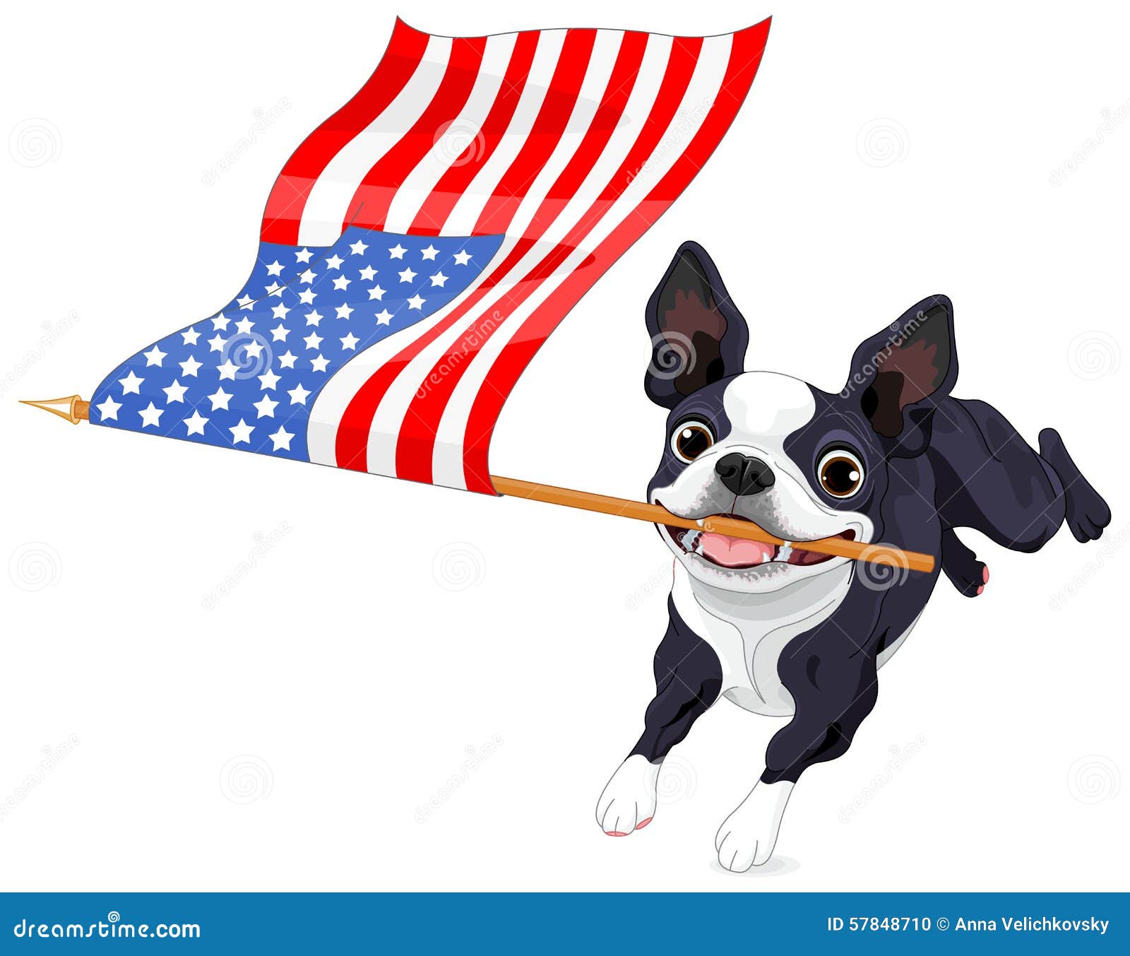 Laufende Flagge Bostons Terrier Vektor Abbildung - Illustration von