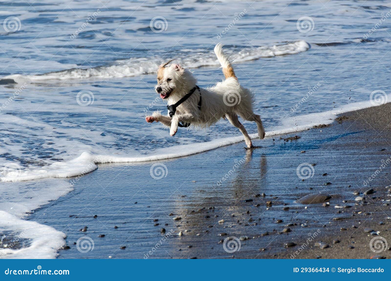 My dog can run and jump. Собака идёт по берегу. Собака бегающая в волнах. Белая собака бежит по пляжу. Собака Бегущая бутылки.