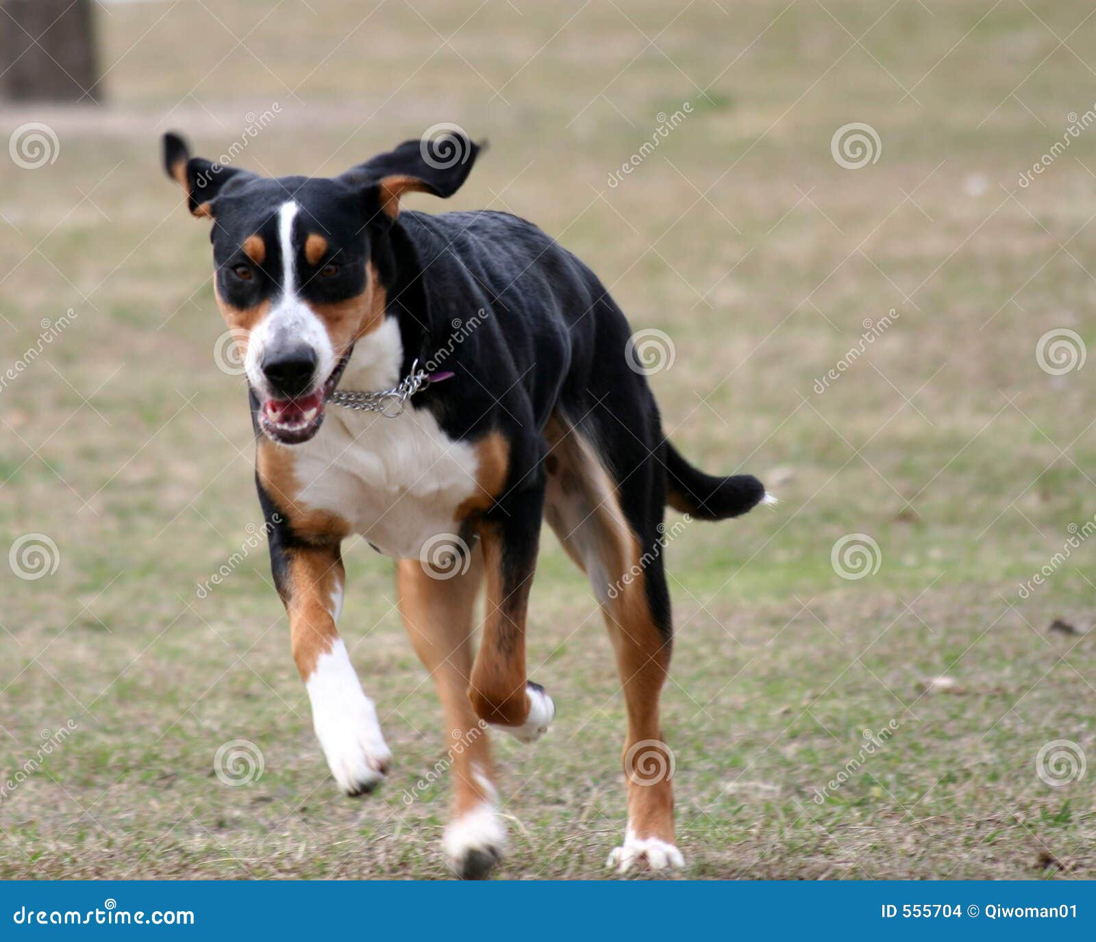 Laufender Hund stockfoto. Bild von erscheinen, erschöpft 555704