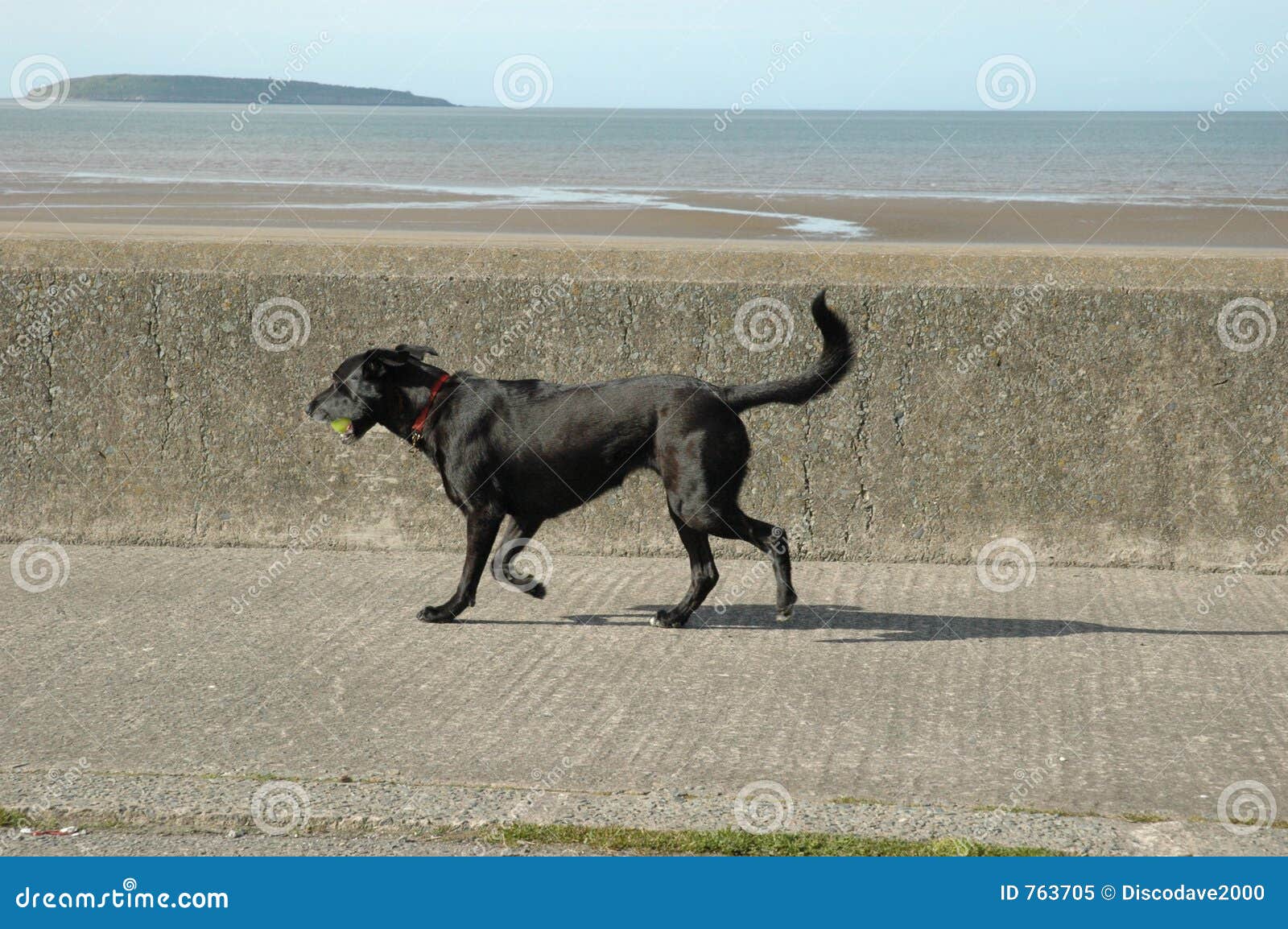 Laufender Hund stockbild. Bild von schwarzes, witzbold 763705