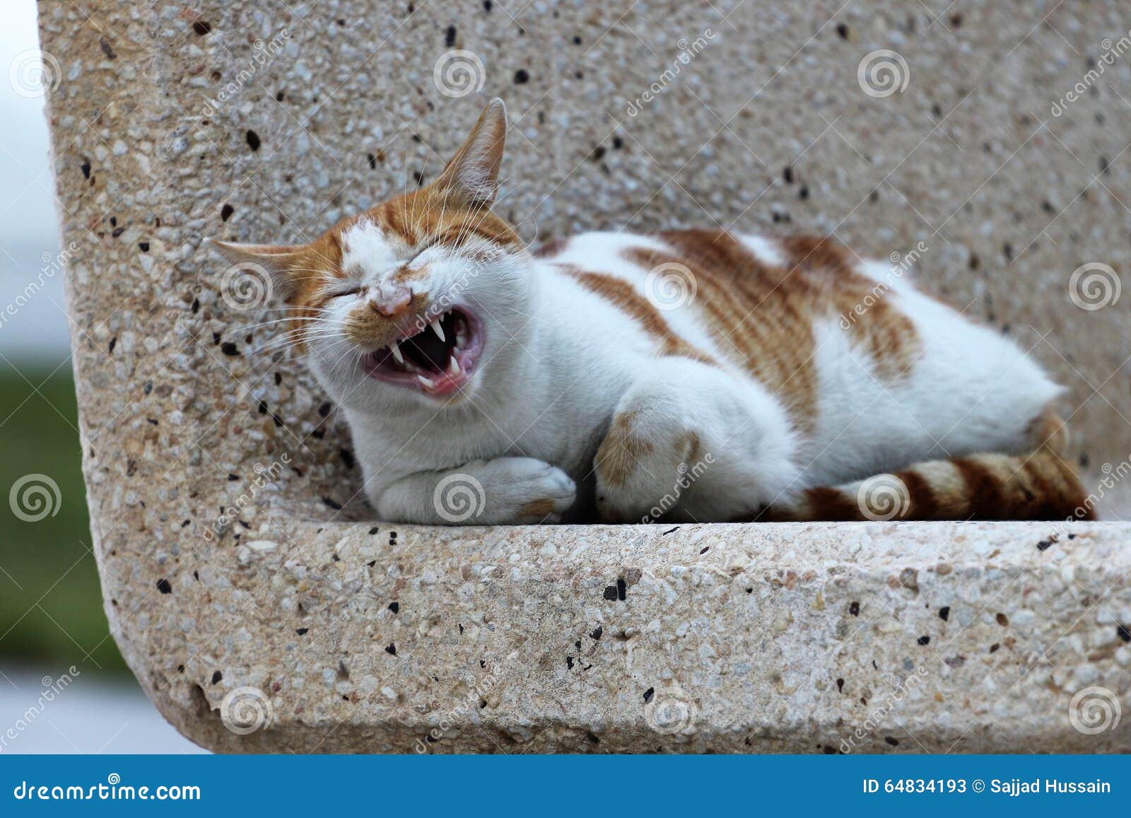 laughing cat at al-khobar corniche, saudi arabia