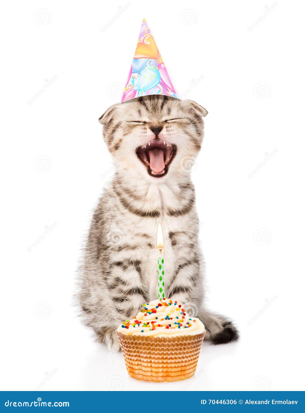 Cat Birthday GIFs | GIFDB.com