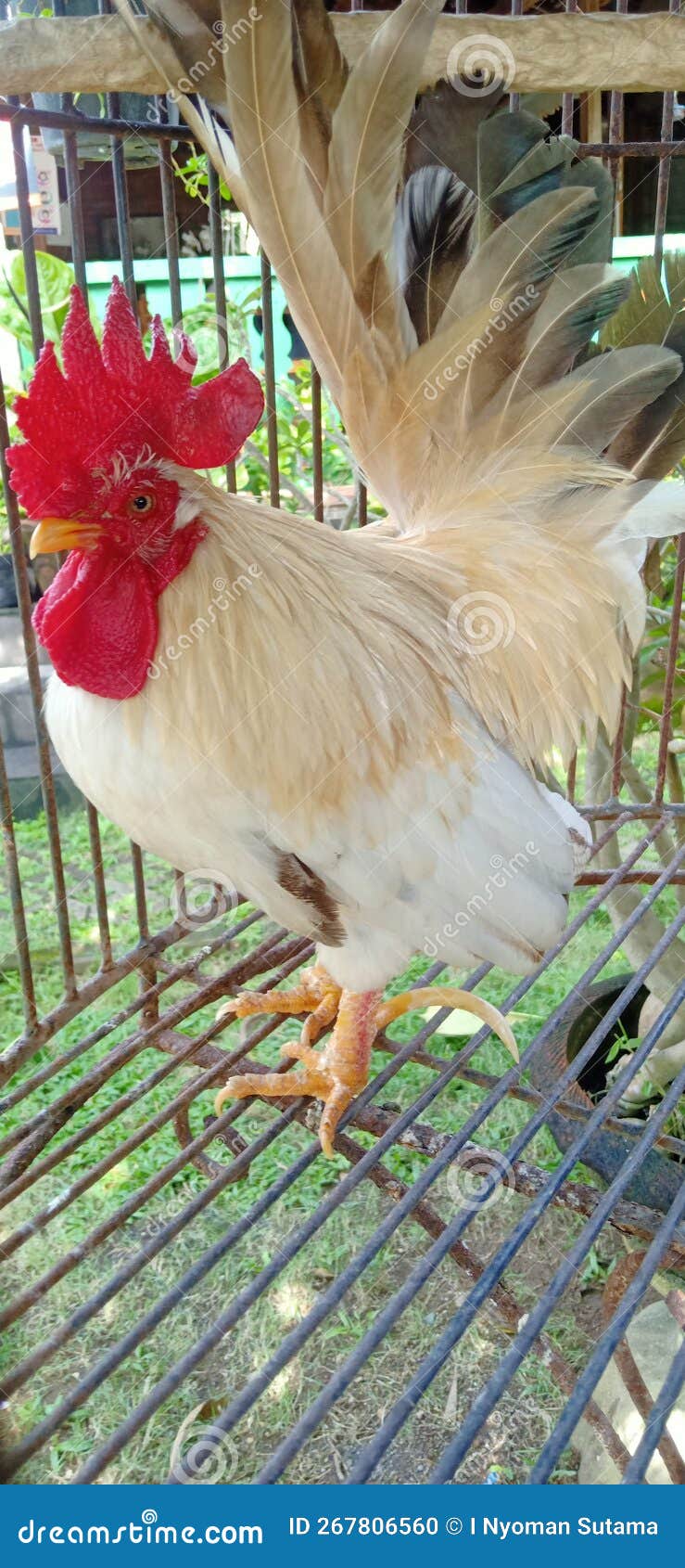 The Laughing Chicken is One of the Unique Chickens Stock Photo Image