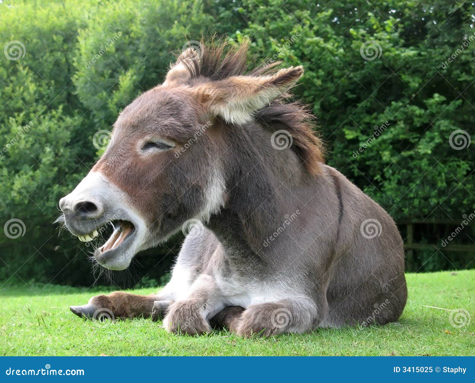 Laughing Donkey Royalty-Free Stock Image | CartoonDealer.com #20028520