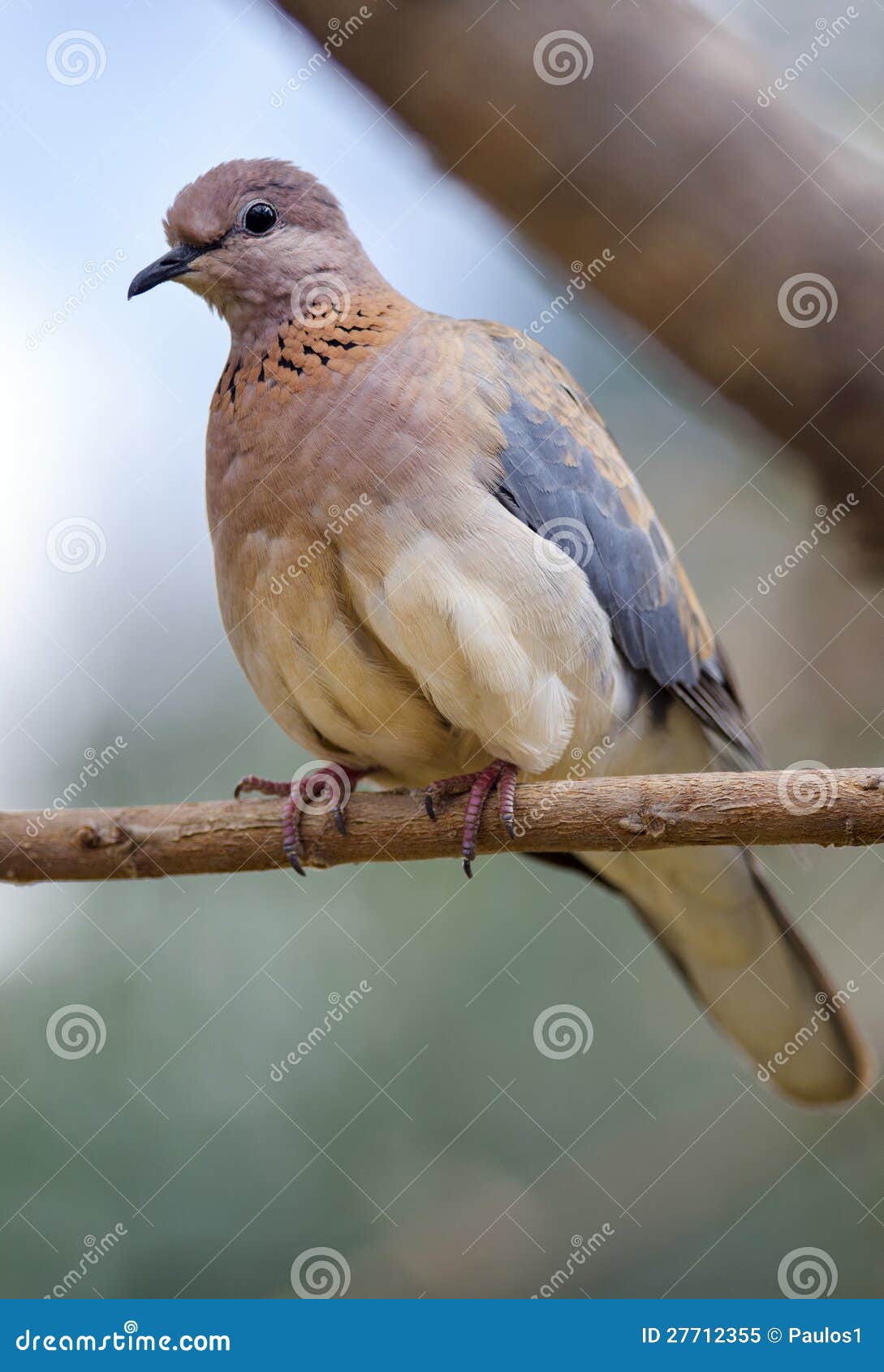 Laughing Dove stock image. Image of laughing, streptopelia 27712355