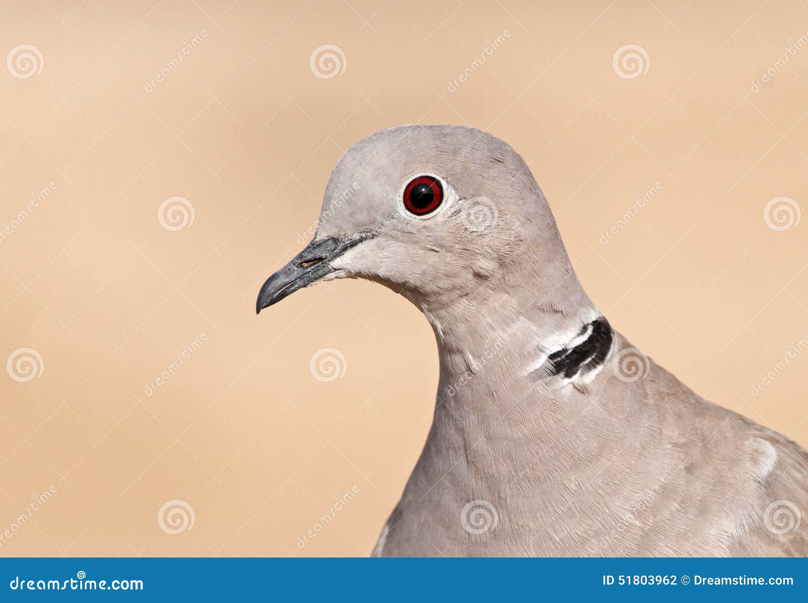Laughing Dove stock photo. Image of dove, birdlife, israel 51803962