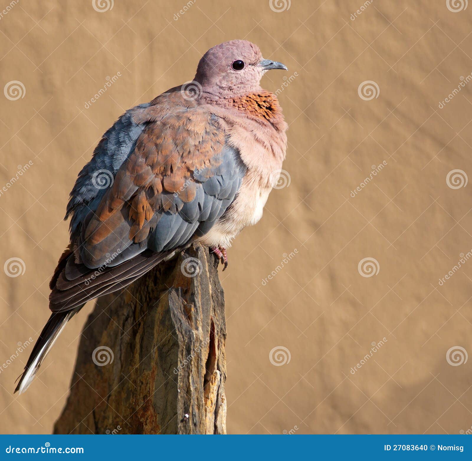 Laughing dove on slate stock photo. Image of fluffy, garden 27083640