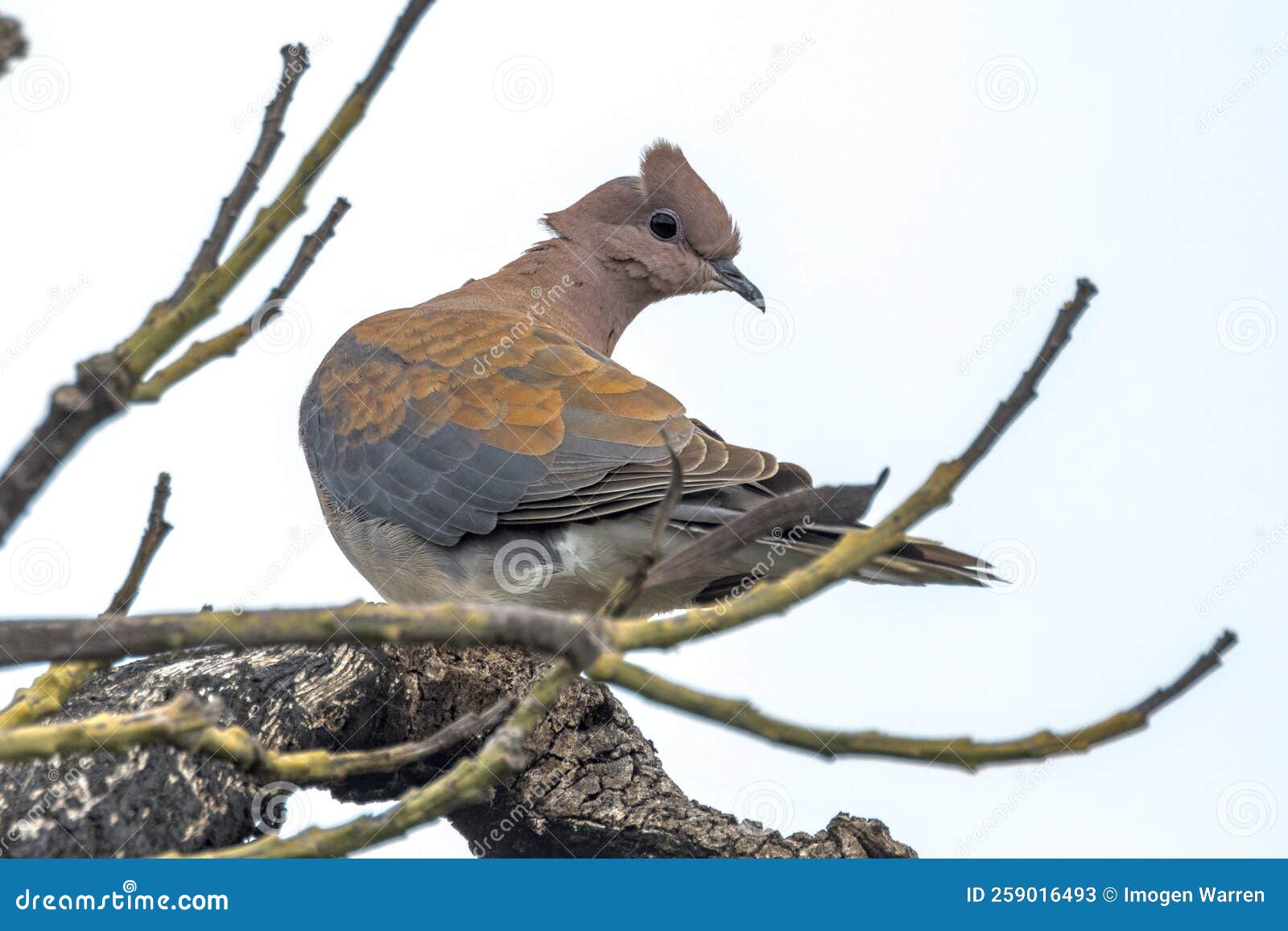 Laughing dove in western australia stock image image of asia brown 