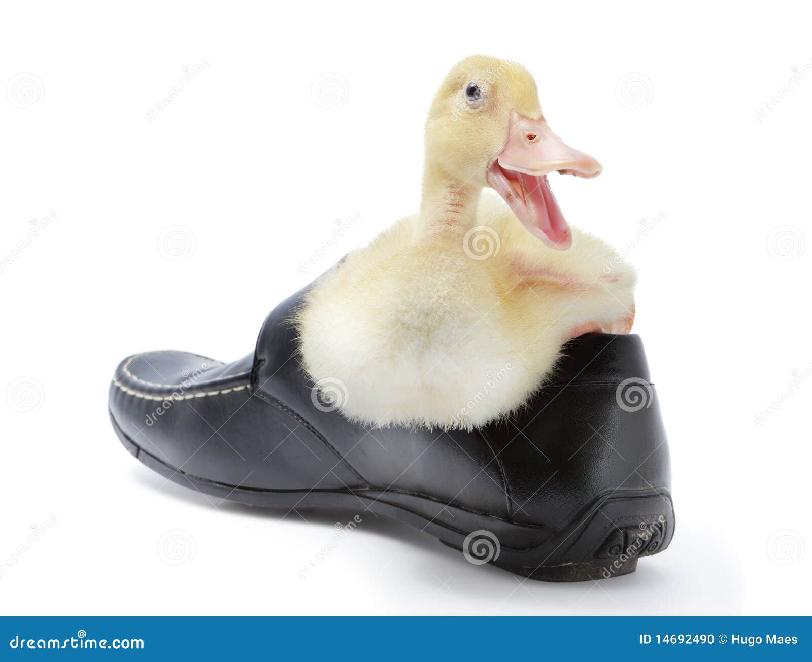 laughing-duckling-shoe-14692490.jpg