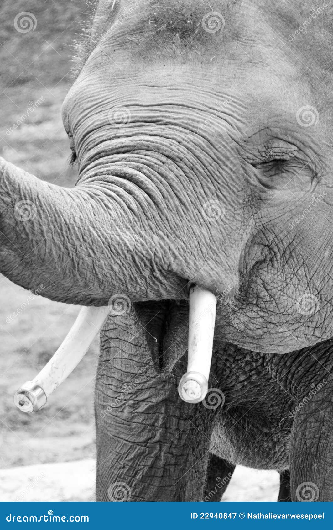 Laughing elephant stock image. Image of looking, pattern 22940847