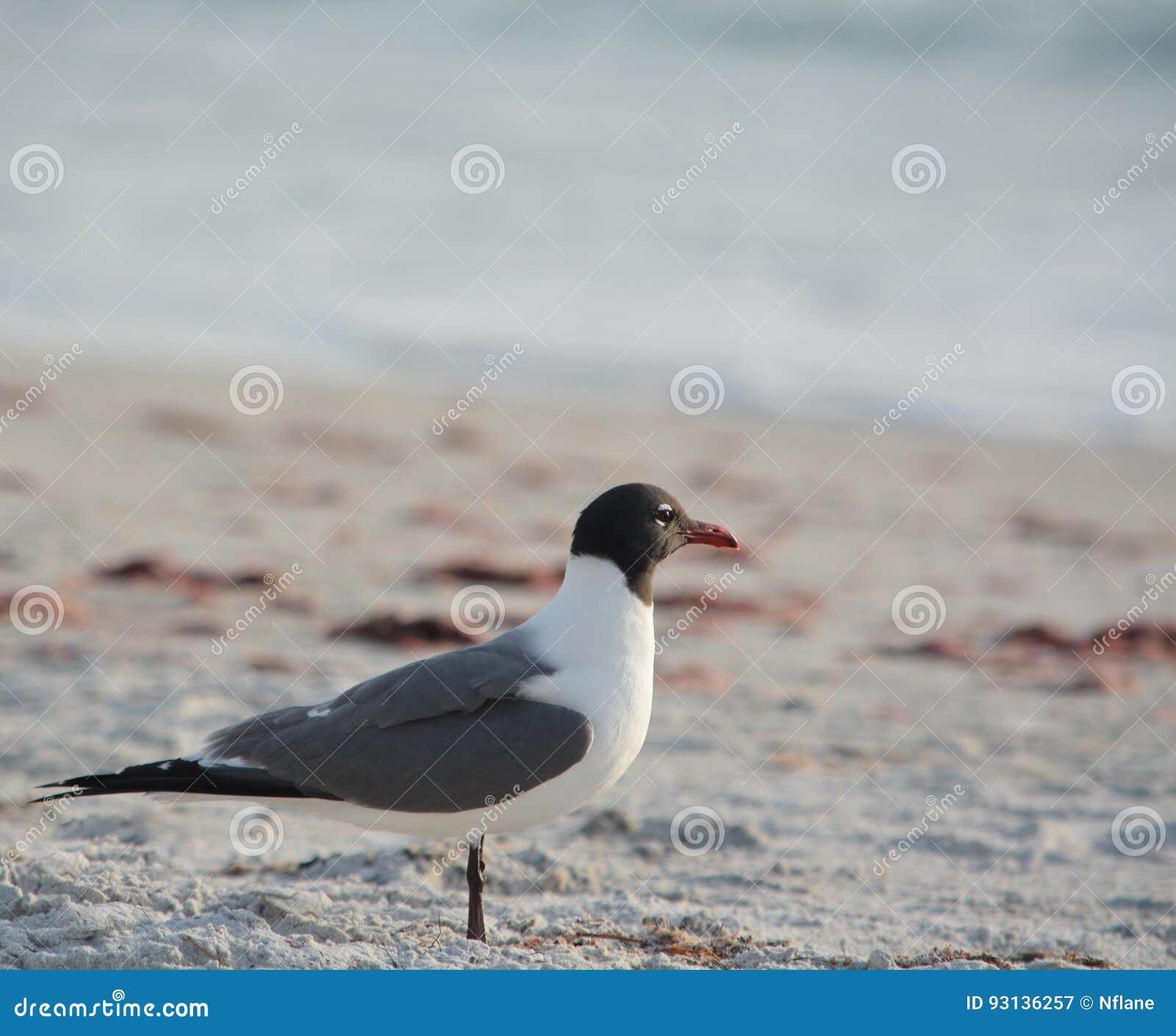 A Laughing Gull Leucophaeus Atricilla standing on Indian Rocks Beach, Gulf of Mexico, Florida