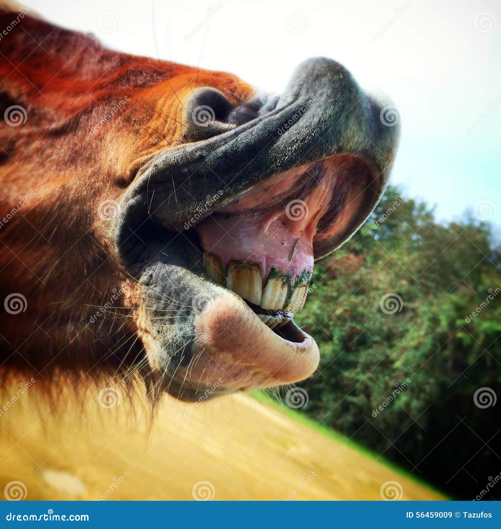 Horse Laughing