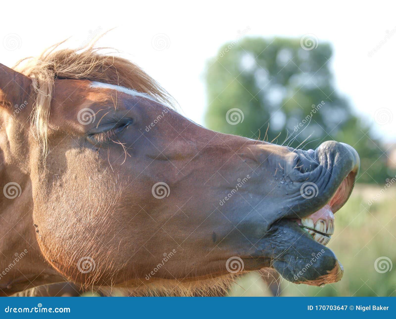 Cavalo sorrindo  Laughing animals, Funny horse pictures, Funny