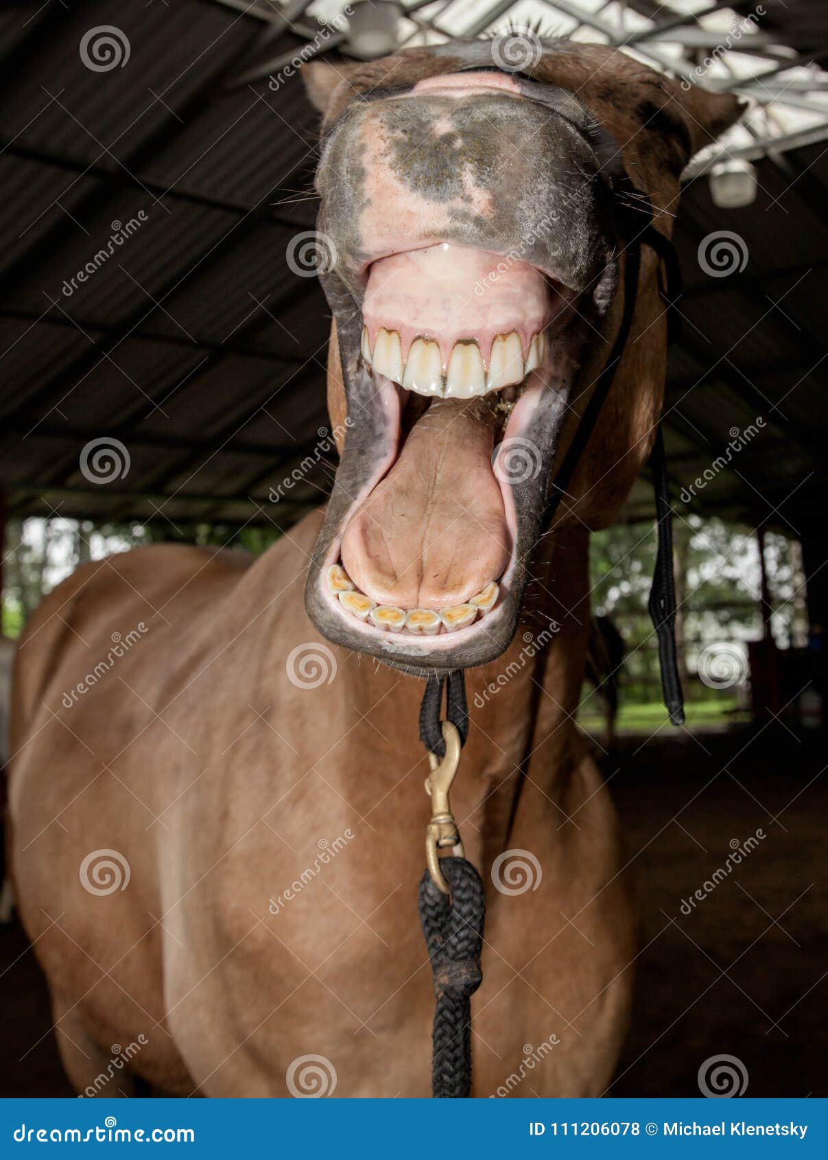 Laughing Horse stock photo. Image of domesticated, horse 111206078
