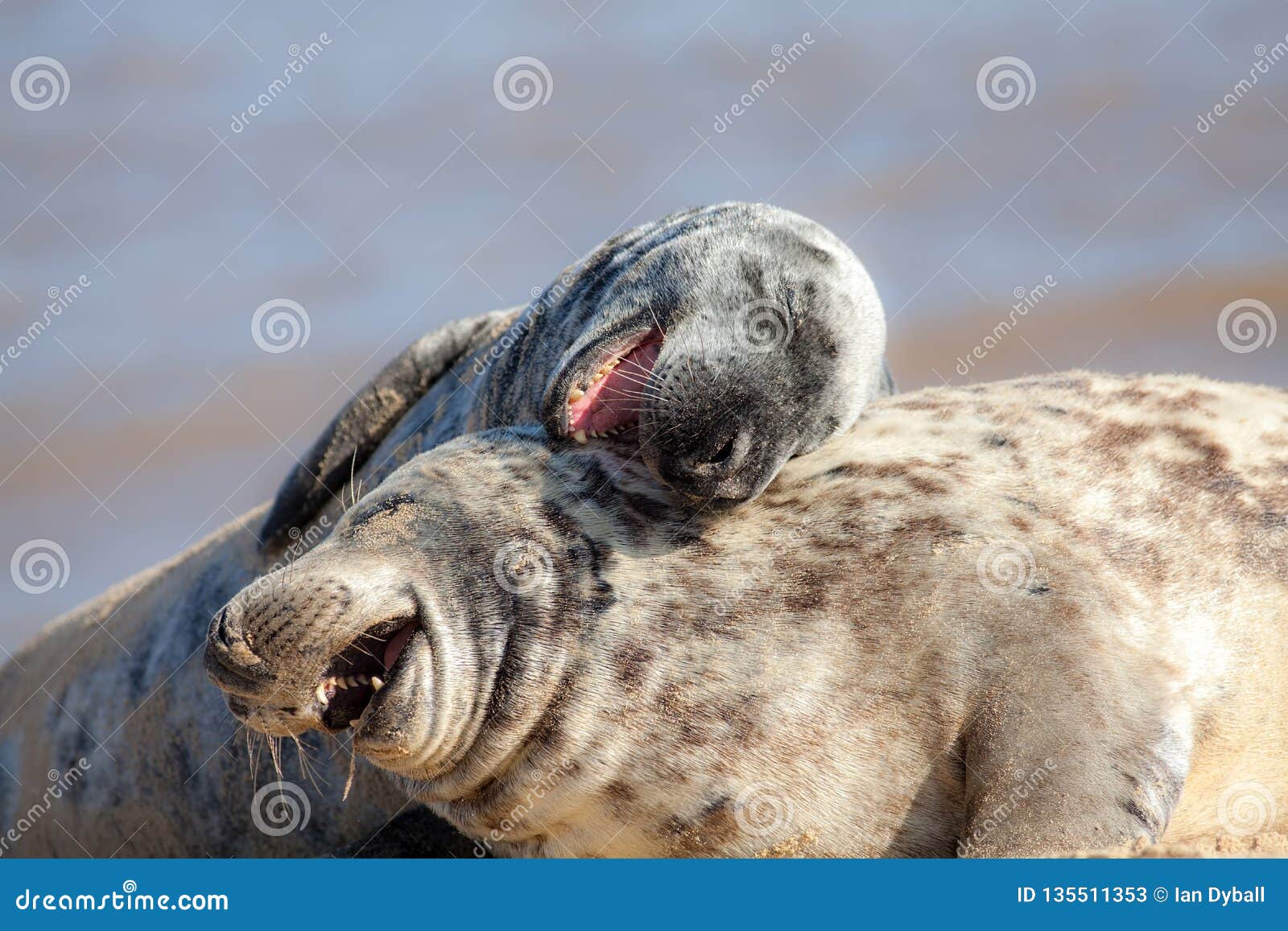 Laughing Out Loud. Funny Animal Meme Image. Animals Having Fun Stock Image  - Image of funny, belly: 135511353