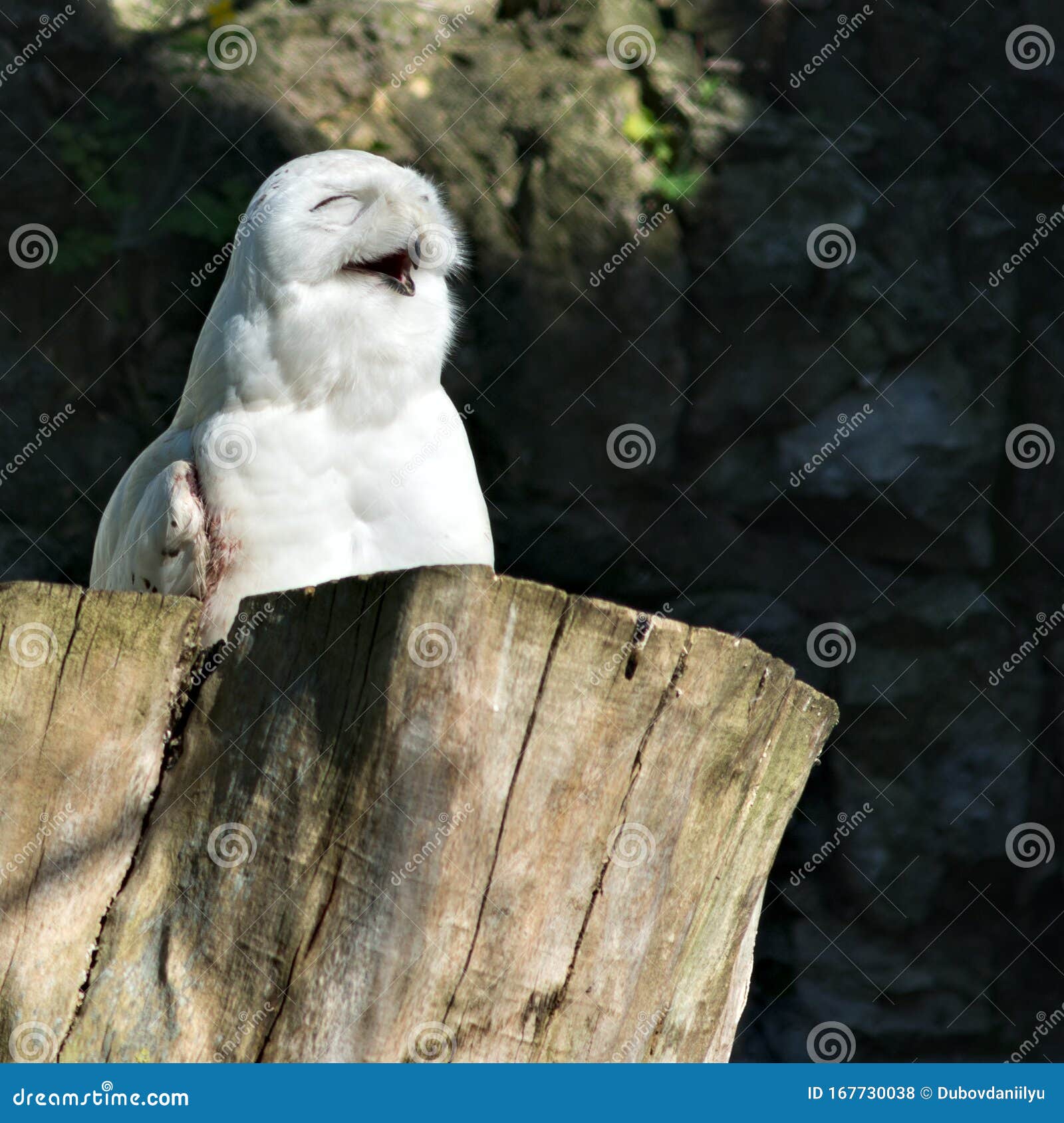 The laughing owl stock photo. Image of birding, raptor 167730038