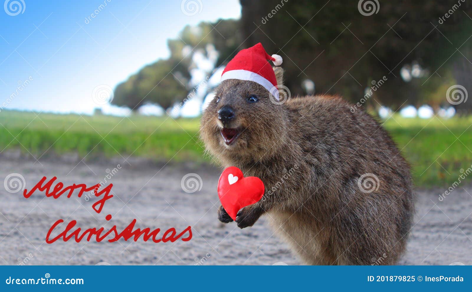 Christmas Quokka Photos - Free &amp; Royalty-Free Stock Photos from Dreamstime