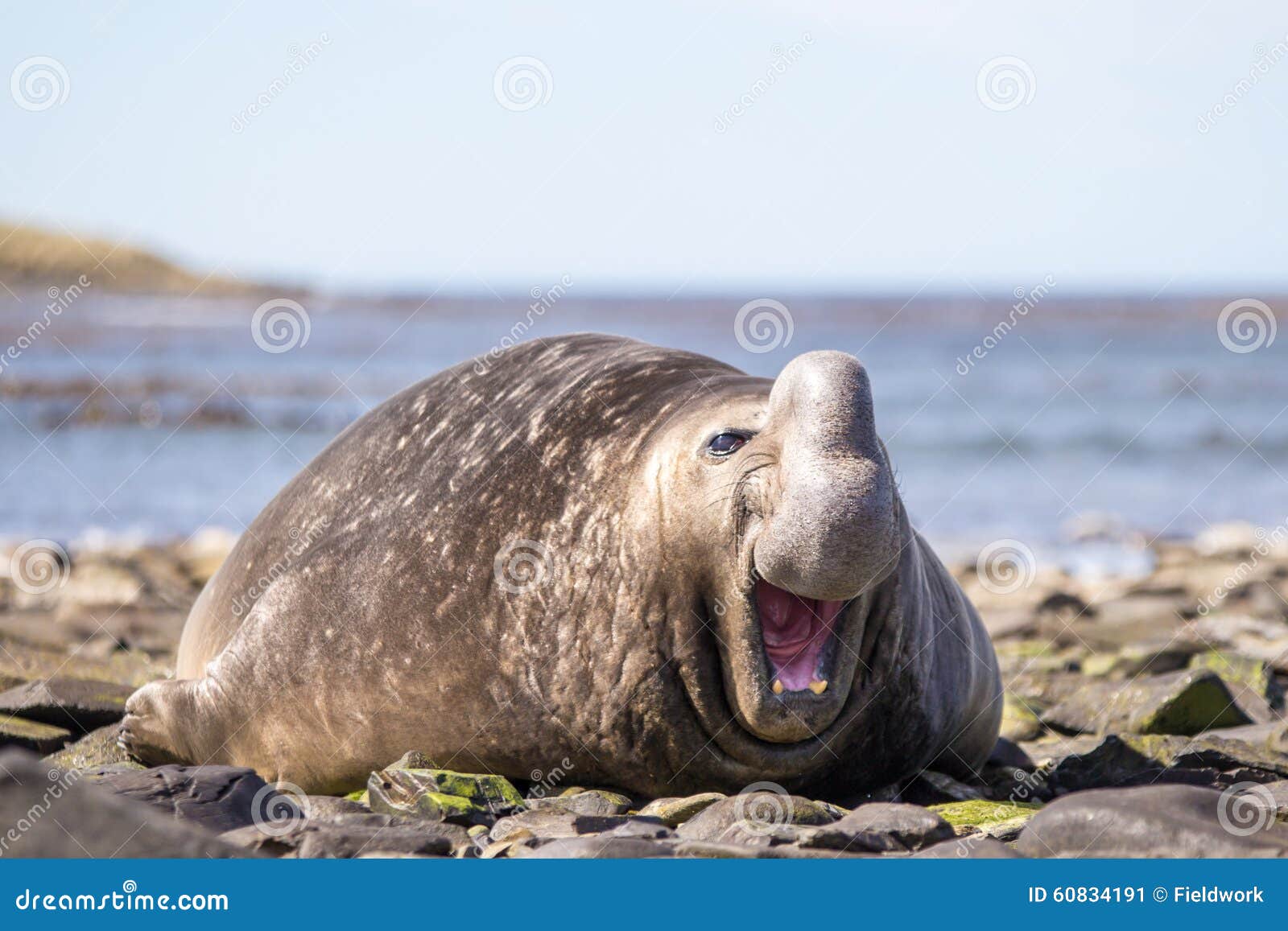 laughing smiling southern elephant seal