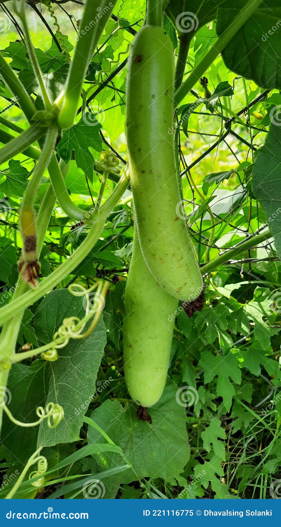 Lauki Long Gourd,Bottle Gourd,Gourd Stock Image Image of calabash