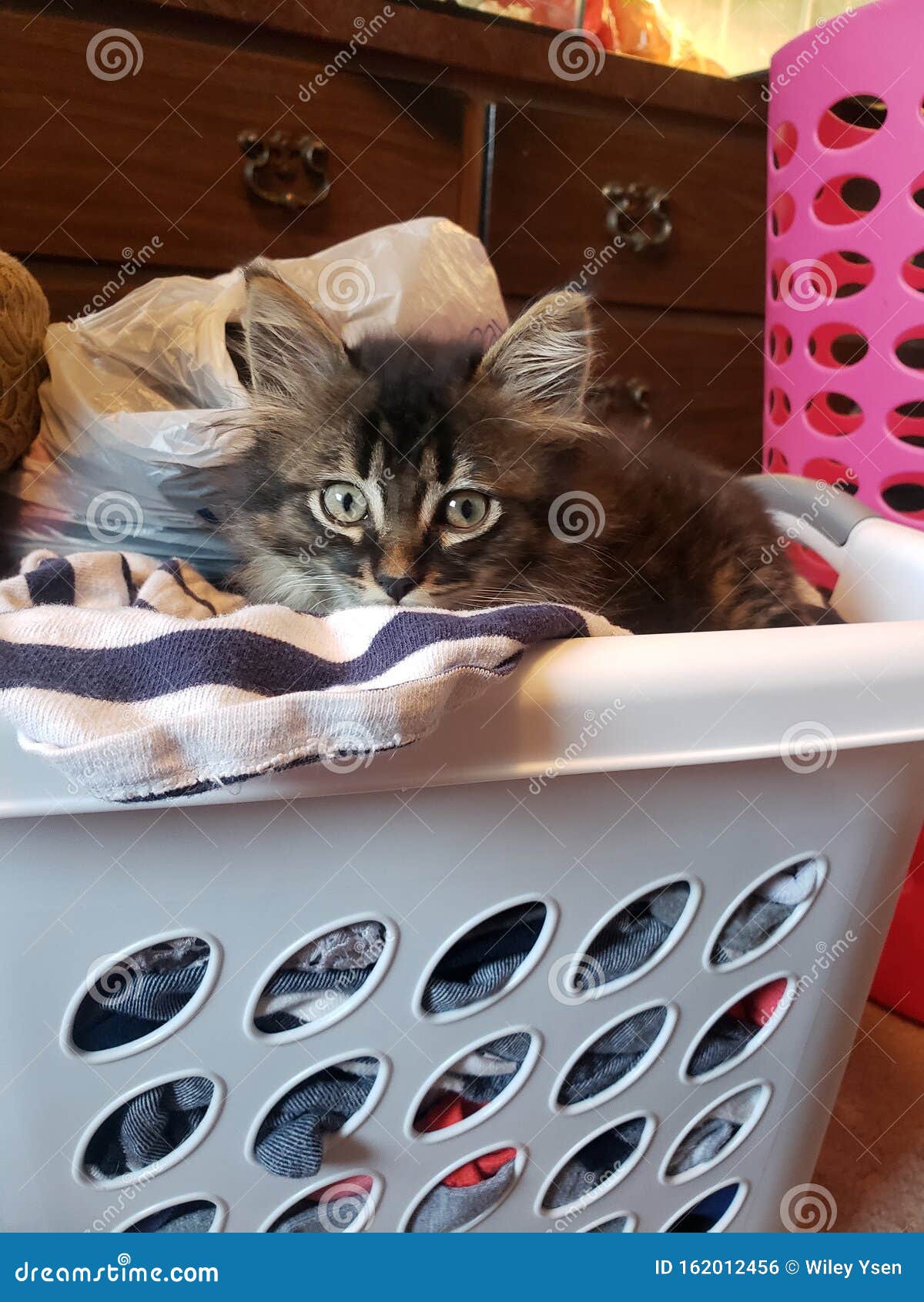 Laundry cat stock photo. Image of basket, laundry, kitten 162012456