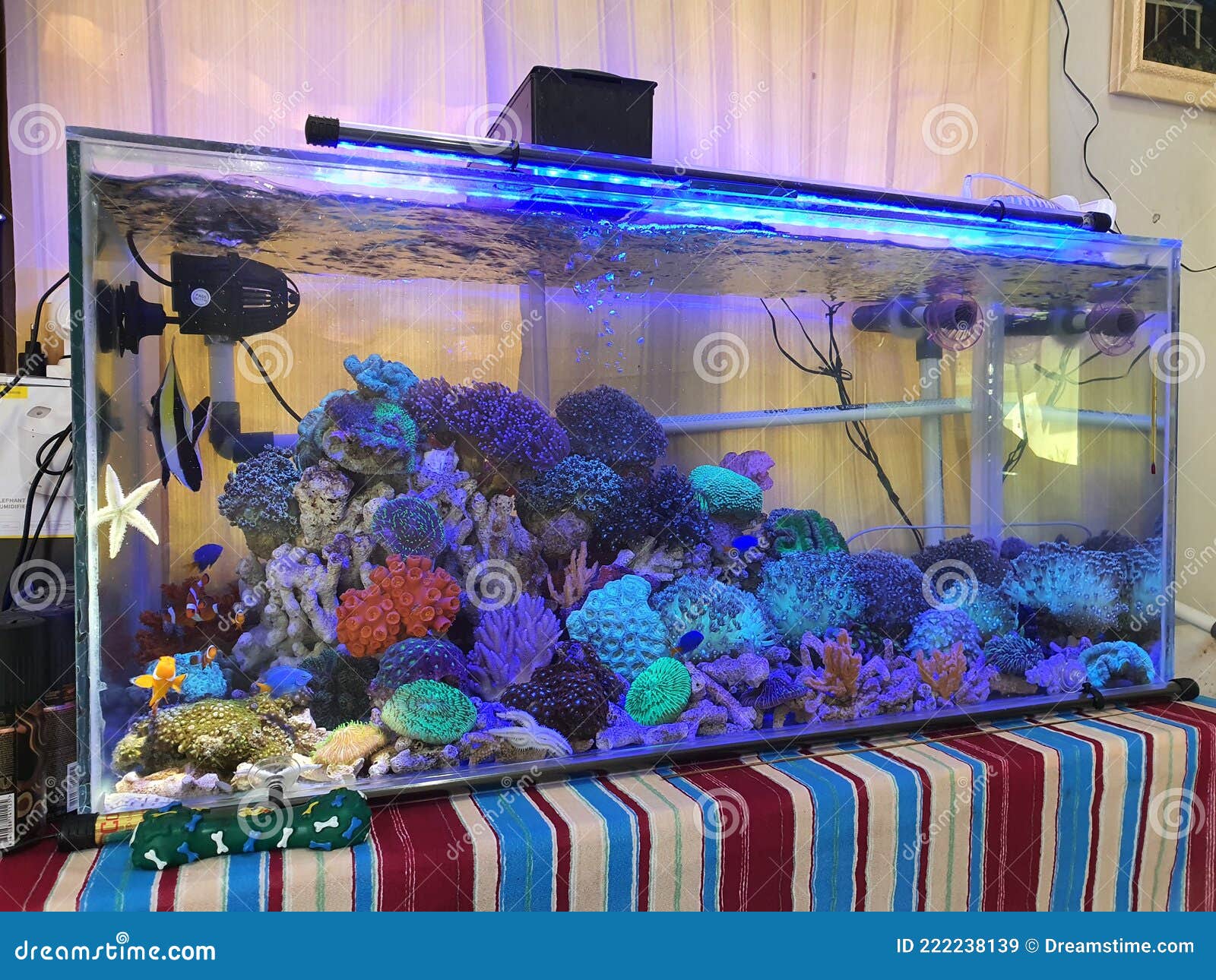 Laurel de aire acuario imagen de archivo. Imagen de coral 222238139