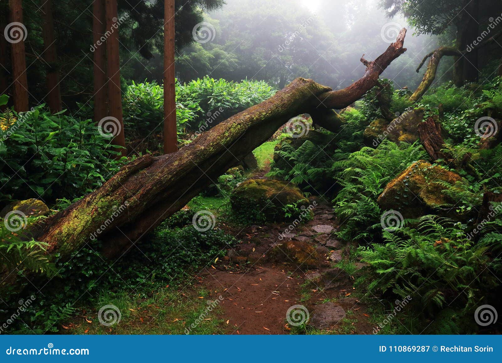 amazing subtropical deep forest close to poÃÂ§o da alagoinha in a foggy day