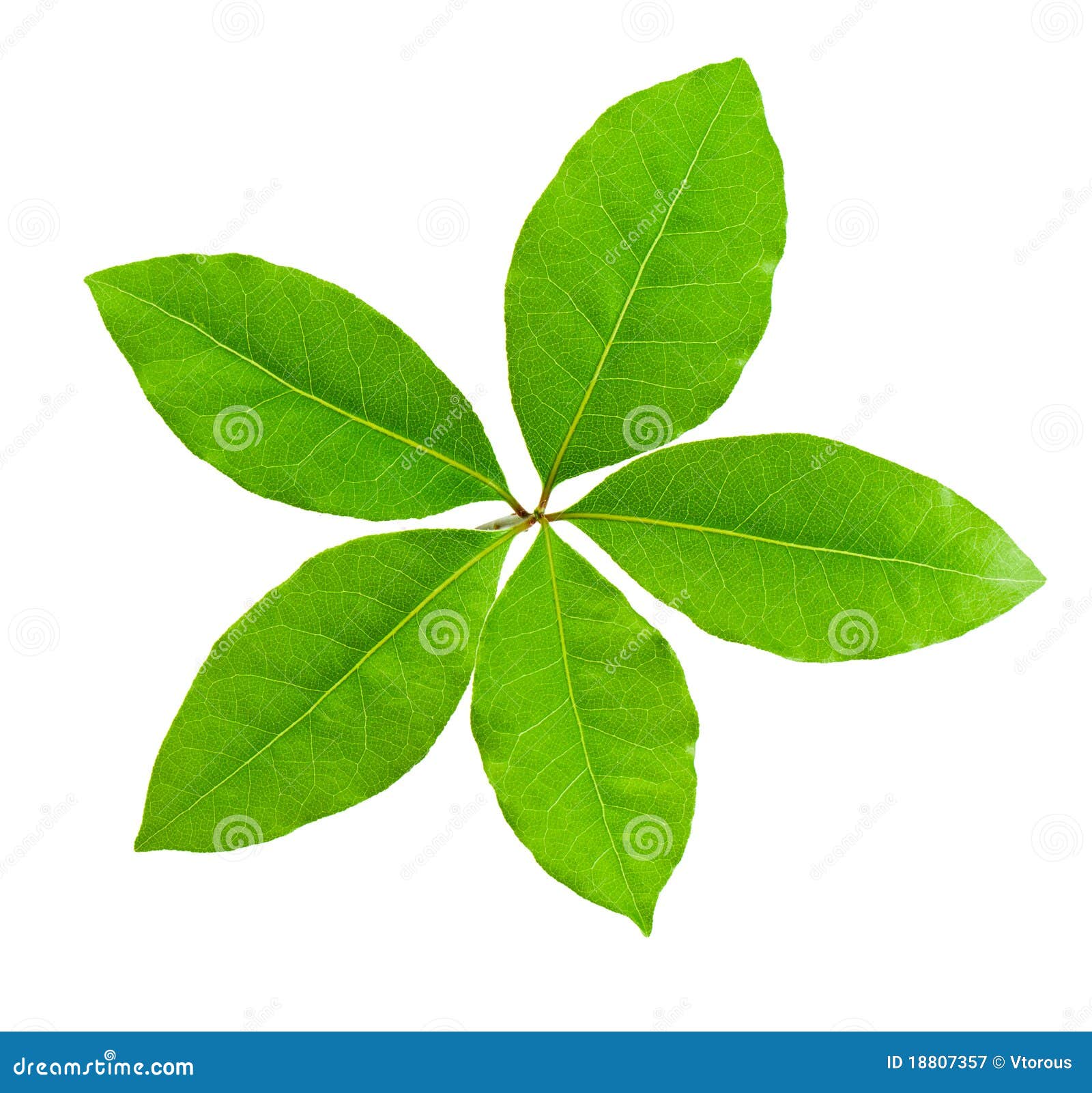 Laurel leaf stock image. Image of summer, tree, aroma 18807357
