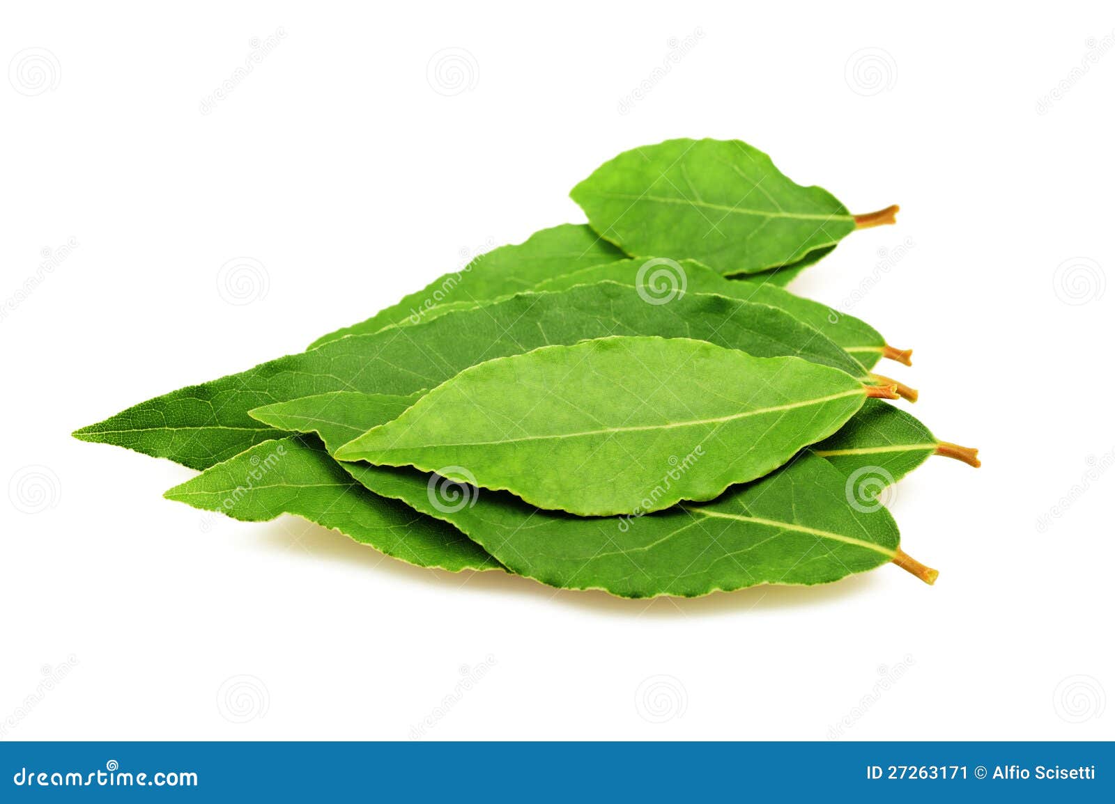 Laurel leaves stock image. Image of cooking, seasonings 27263171