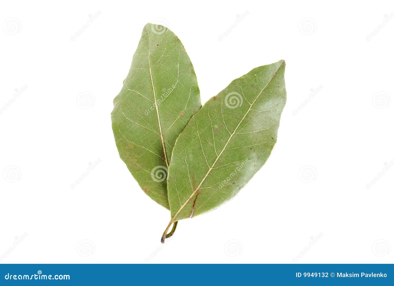 Laurel leaves stock photo. Image of aromatic, officinalis 9949132