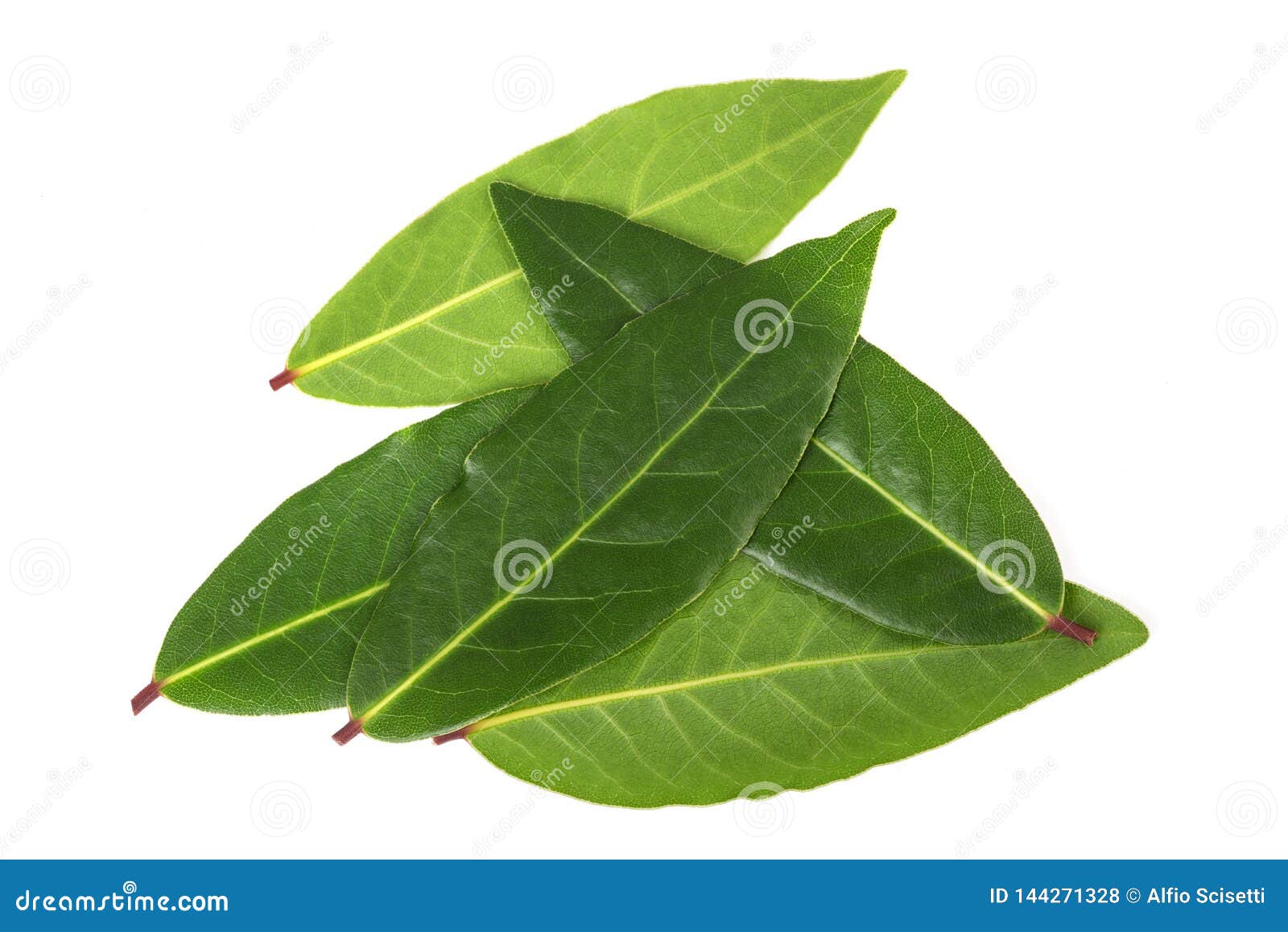 Laurel leaves stock photo. Image of aromatic, background 144271328