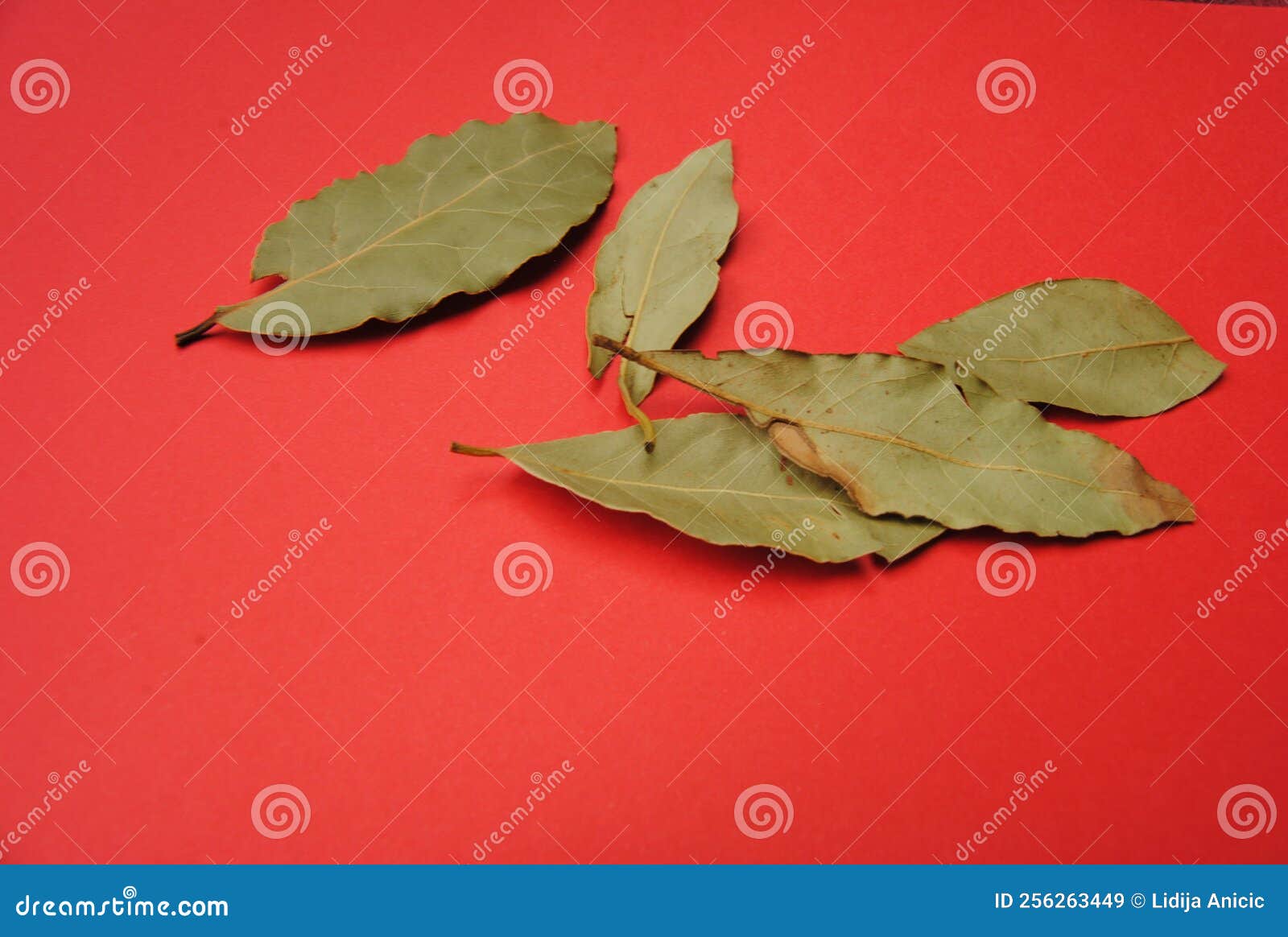 Laurel leaves stock image. Image of nature, laurel, leaf 256263449