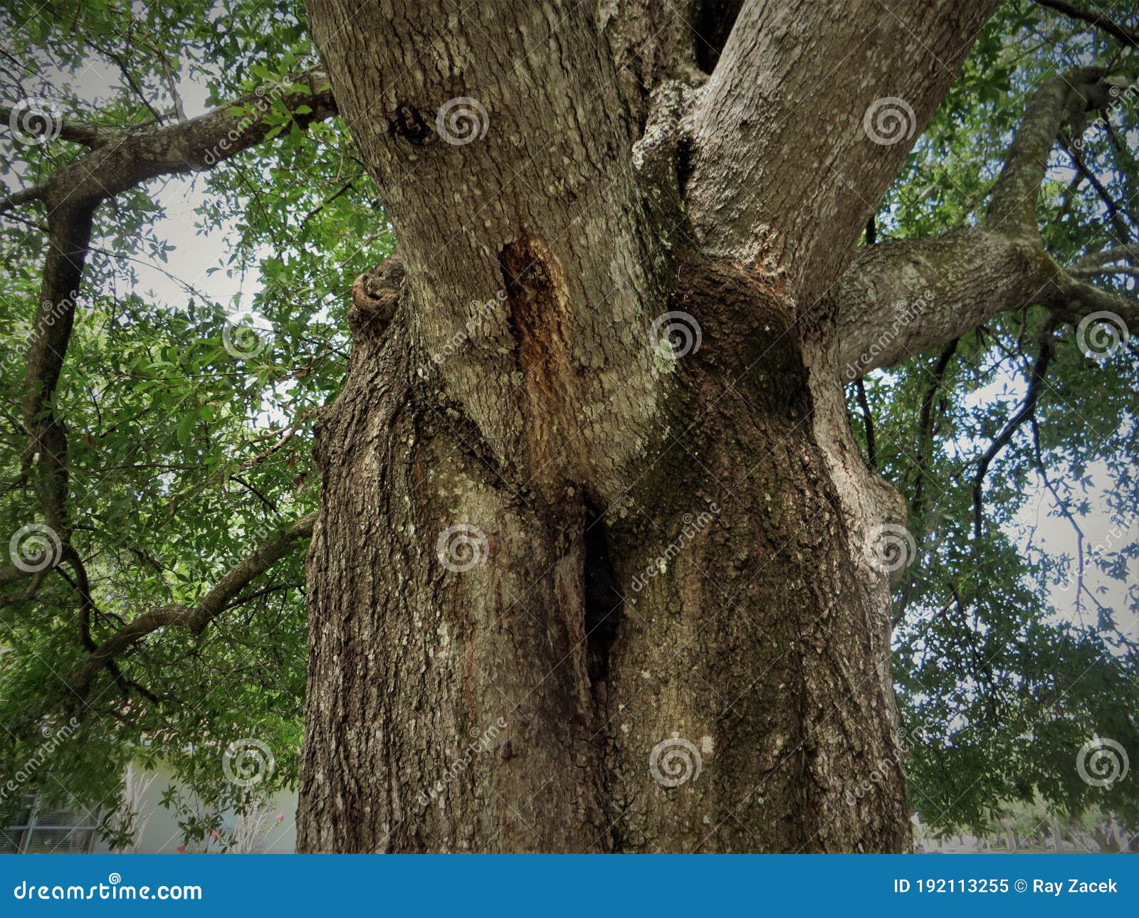 Laurel oak tree, Florida stock image. Image of large  192113255