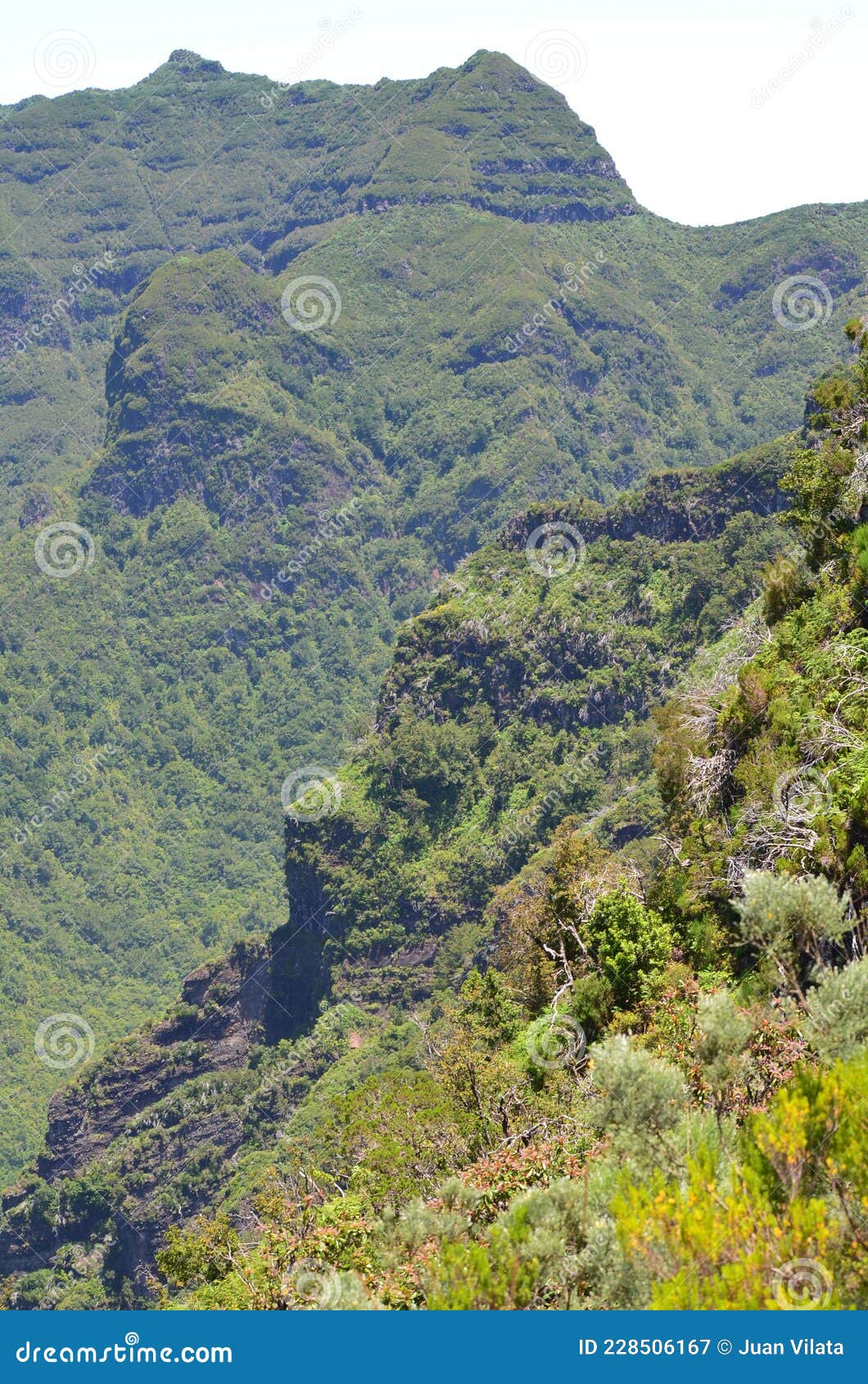 laurisilva forest in the mountains of madeira, unescoÃ¢â¬â¢s world natural heritage