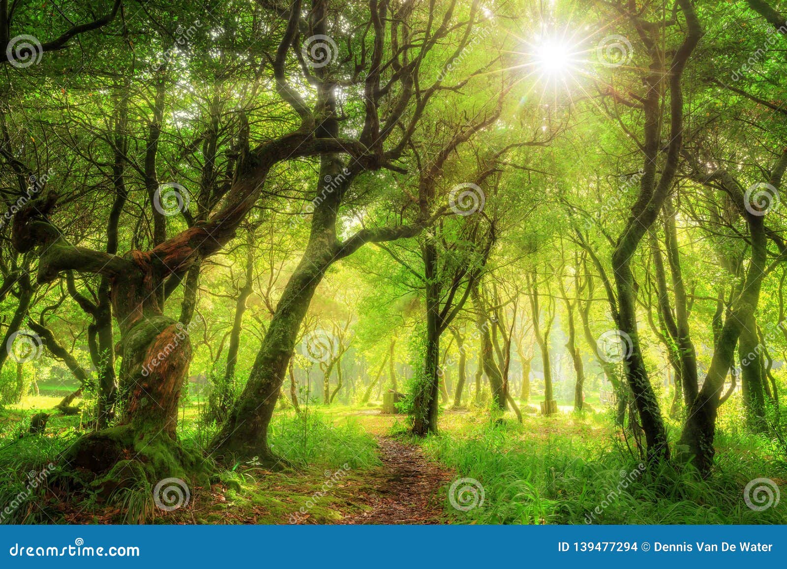 Laurissilva forest Madeira stock photo. Image of island -