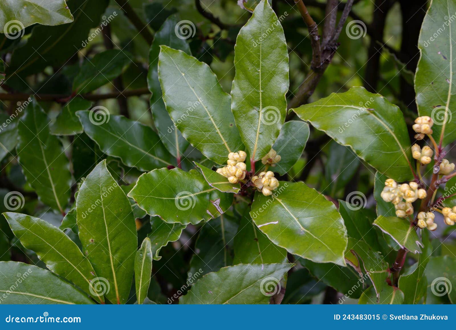 laurus nobilis or bay tree flowering branch