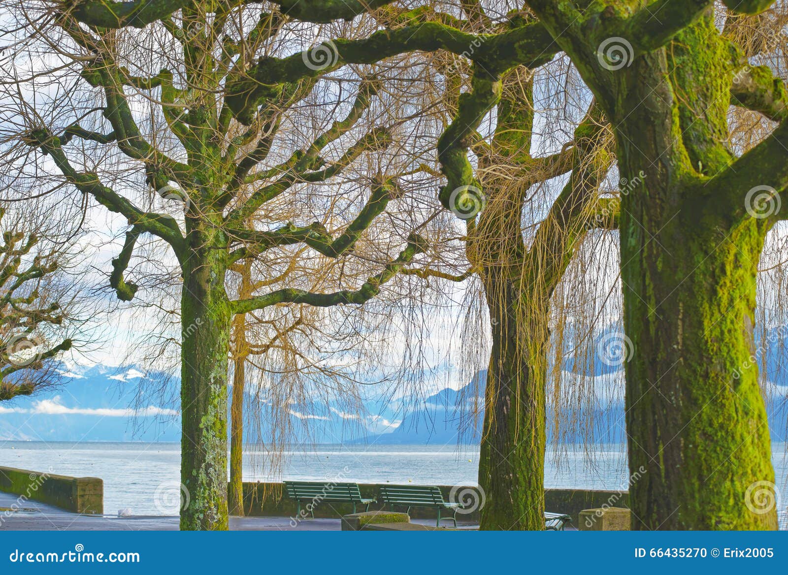 Lausanne kaj av Genève sjön och träd som täckas av mossa i vintern Ouchy Lausanne är en stad i Schweiz Ouchy är en port och en populär lakesidesemesterort i Lausanne