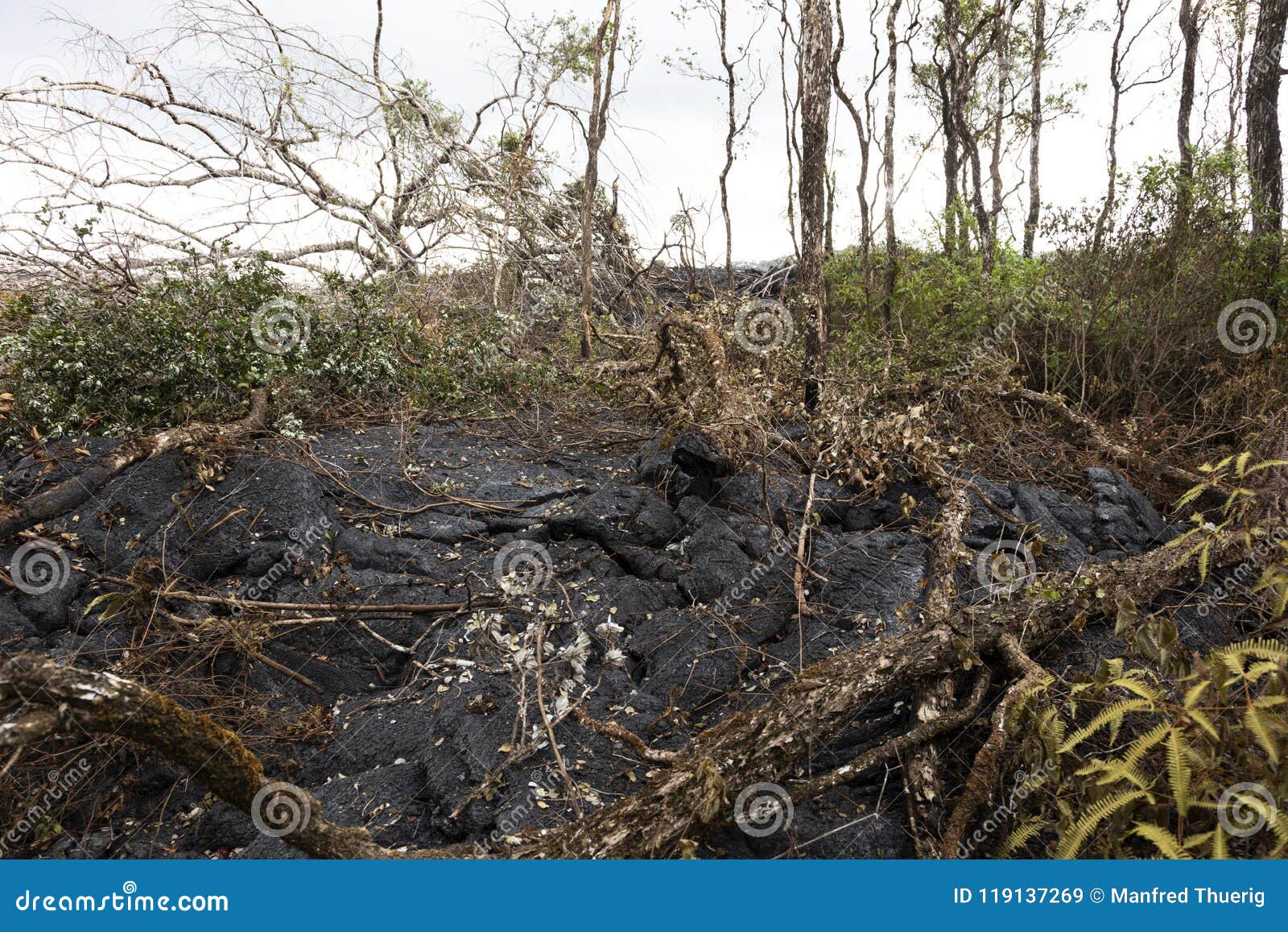 Lava Flow in Hawaii, Which Has Burned Trees and Shrubs Stock Image ...