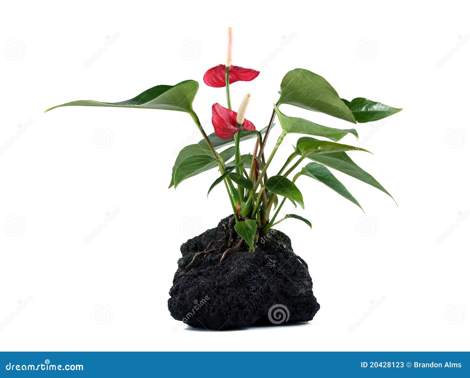 Lava Rock Plant stock image. Image of plant, background 20428123