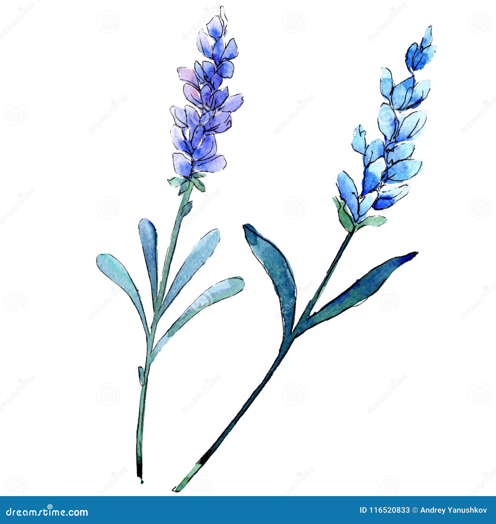Lavanda Azul Flor Botánica Floral Wildflower Salvaje De La Hoja De La  Primavera Aislado Stock de ilustración - Ilustración de silueta, pegatina:  116520833