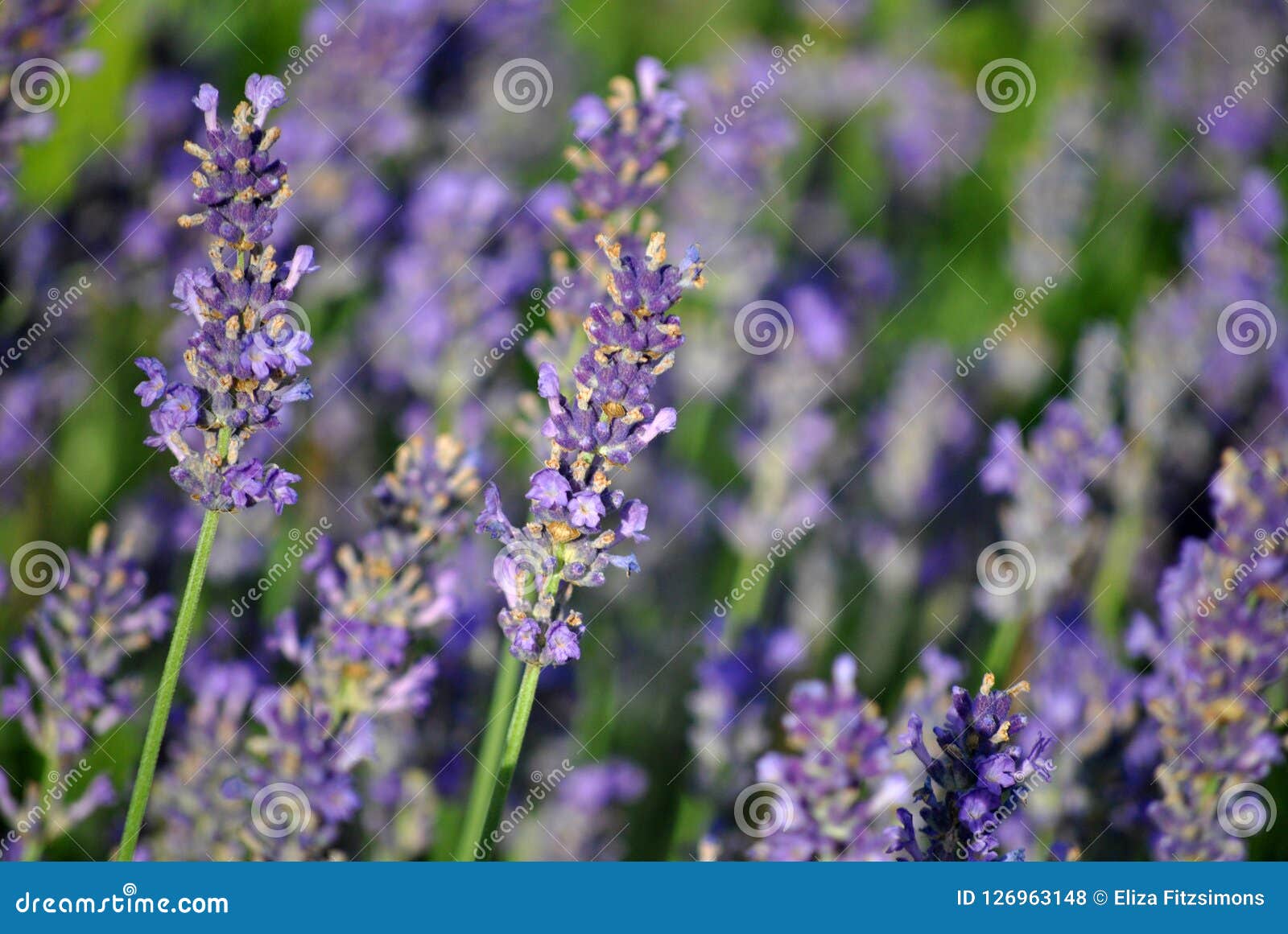 Lavanda Bush. Chiuda sul giardino porpora del cespuglio del fiore della lavanda