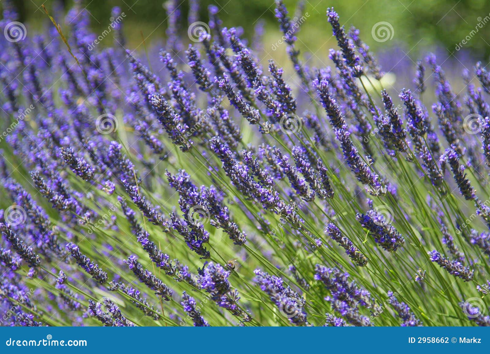 Lavanda de Provence foto de archivo. Imagen de francés 2958662