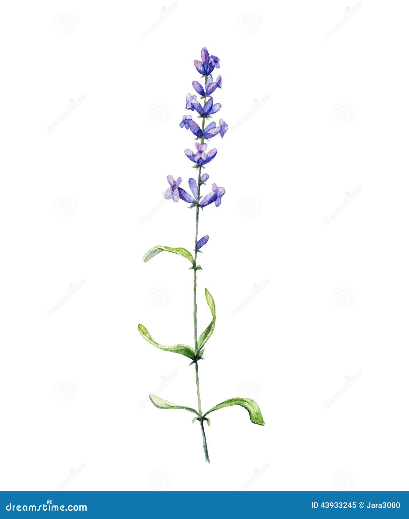Lavanda Illustrazione dell acquerello