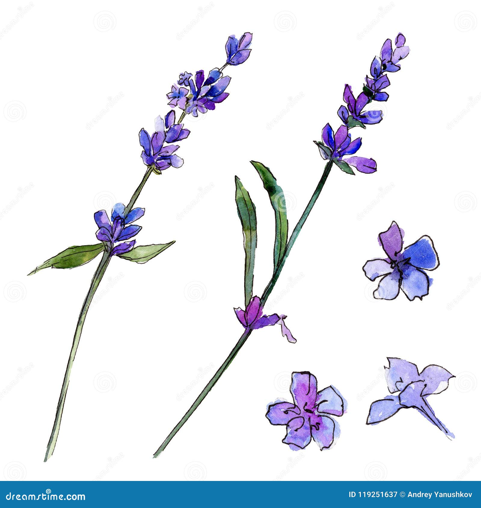 Lavanda Violeta Flor Botánica Floral Wildflower Salvaje De La Hoja De La  Primavera Aislado Stock de ilustración - Ilustración de fondo, manera:  119251637