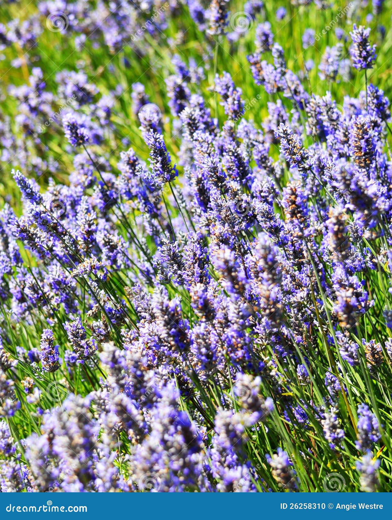 Une zone de lavande en fleur