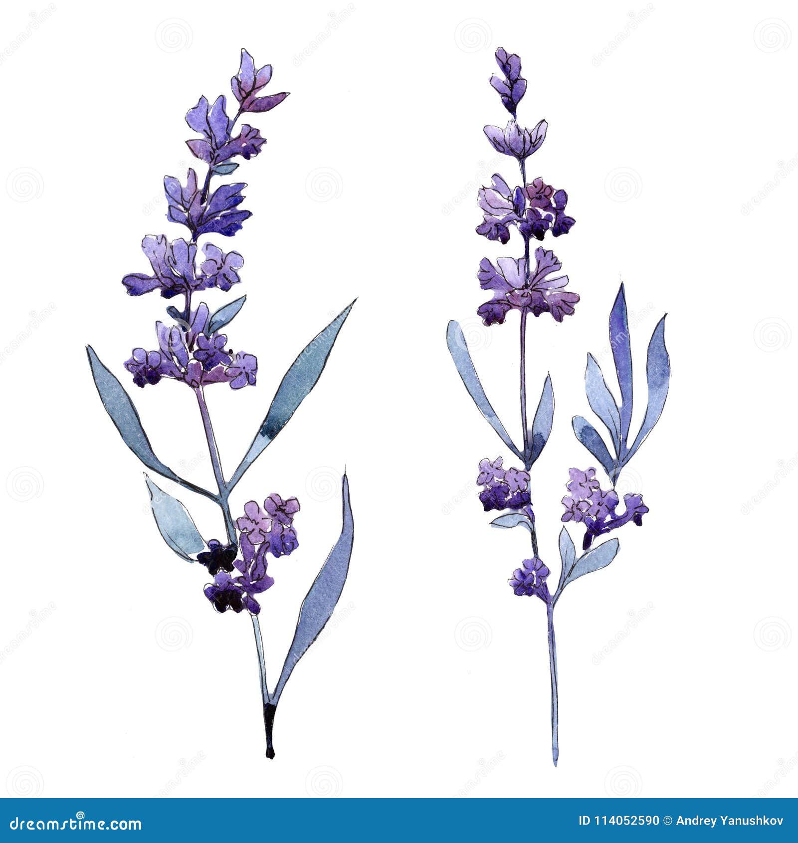 Lavande Violette Fleur Botanique Florale Wildflower Sauvage De Feuille De  Ressort D'isolement Illustration Stock - Illustration du centrale, botanique:  114052590