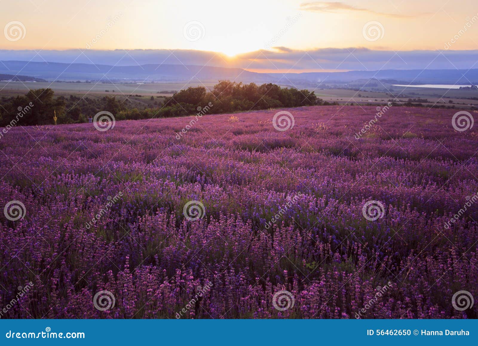 Lavander Field of Crimea Ukraine Stock Photo - Image of herbal ...