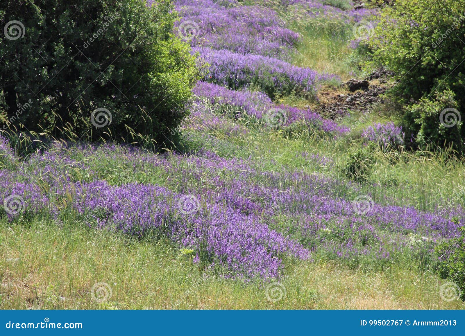Lavandula stockbild. Bild von gras, kultiviert, kalt 99502767