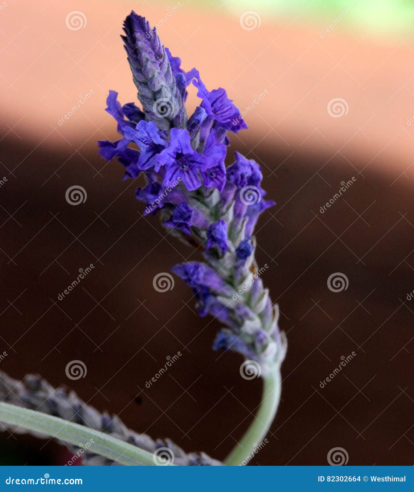 Lavandula Pinnata Jagged Lavender Fern Leaf Lavender Stock Photo Image Of Purple Small 82302664