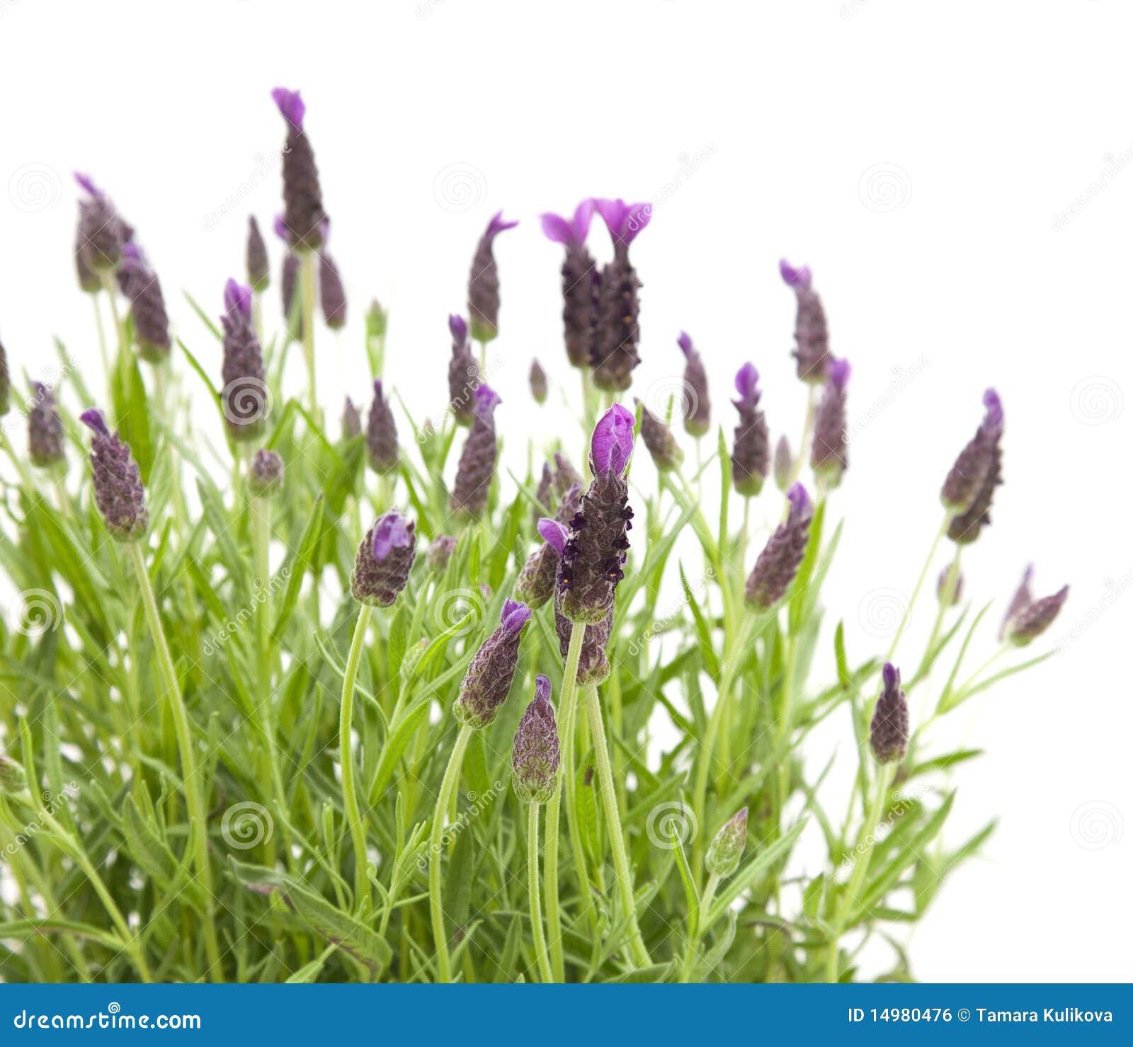 Lavandula Stoechas photo stock. Image du éternel, normal - 14980476